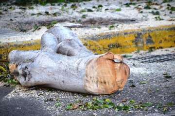 Parques y Jardines elimina en Salinetas el árbol que ensuciaba los recipientes de basura (Foto TA)
